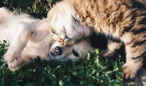 Petcover – ubezpieczenie dla psa i kota. Nowa kampania partnerska w sieci Conversand