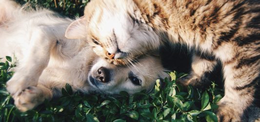 Petcover – ubezpieczenie dla psa i kota. Nowa kampania partnerska w sieci Conversand